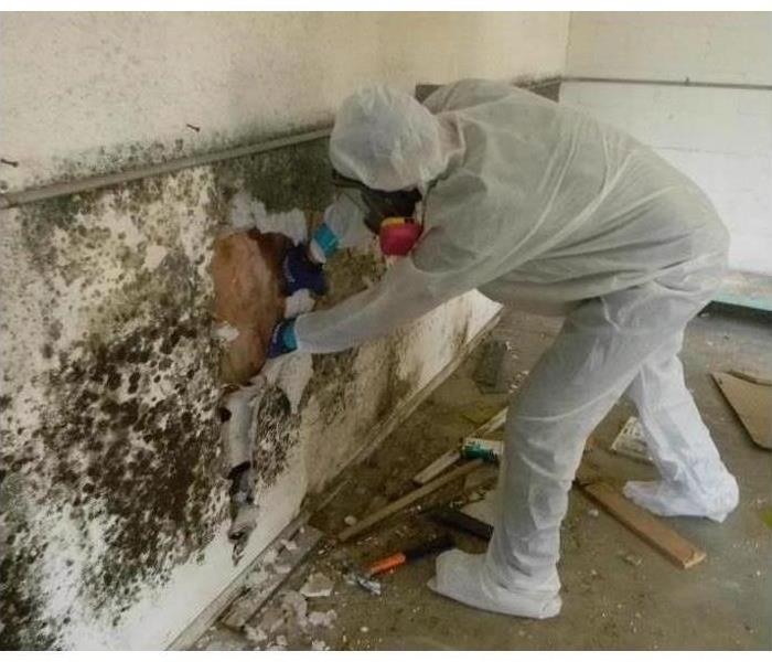 Extensive mold damage is shown on a wall being cleaned by a tech.